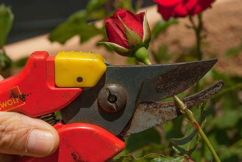 materiel-jardinage-coupe